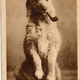 Illustration for article titled Even In The 1900s, Humans Were Obsessed With Photos Of Dogs In Clothes